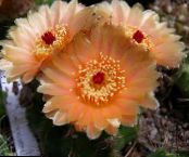 Plantas de salón Ball Cactus cacto desierto, Notocactus foto, características naranja