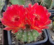 Guľa Kaktus (Notocactus)  červená, vlastnosti, fotografie