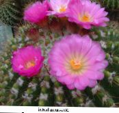 Kapalı bitkiler Top Kaktüs, Notocactus fotoğraf, özellikleri pembe