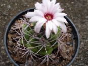 Le piante domestiche Palla Cactus, Notocactus foto, caratteristiche bianco
