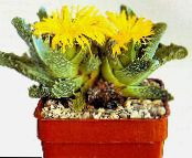 Домашні рослини Фаукарія суккулент, Faucaria фото, характеристика жовтий