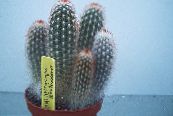 Plante de interior Haageocereus desert cactus fotografie, caracteristici alb