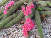 Indendørs planter Haageocereus ørken kaktus foto, egenskaber pink