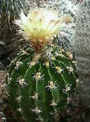 Krukväxter Hamatocactus ödslig kaktus foto, egenskaper gul