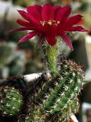 Žemės Riešutų Kaktusas (Chamaecereus)  bordo, charakteristikos, nuotrauka
