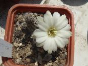 Pokojové rostliny Arašídové Kaktus, Chamaecereus fotografie, charakteristiky bílá