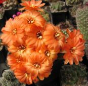 Arašidové Kaktus (Chamaecereus)  oranžový, vlastnosti, fotografie