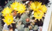 Pinda Cactus (Chamaecereus)  geel, karakteristieken, foto