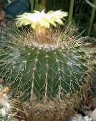 Inni plöntur Eriocactus eyðimörk kaktus mynd, einkenni hvítur
