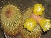 Inni plöntur Eriocactus eyðimörk kaktus mynd, einkenni gulur