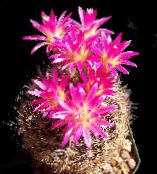 Indendørs planter Eriosyce ørken kaktus foto, egenskaber pink