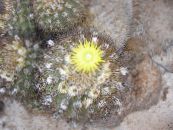 Inni plöntur Eriosyce eyðimörk kaktus mynd, einkenni gulur