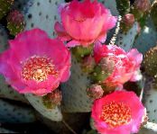 Pokojové rostliny Opuncie pouštní kaktus, Opuntia fotografie, charakteristiky růžový