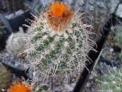 Vidinis augalai Nykštukas dykuma kaktusas, Parodia nuotrauka, charakteristikos oranžinis