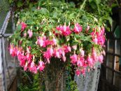 Fukszia (Fuchsia) Cserje rózsaszín, jellemzők, fénykép