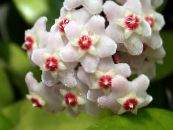 Hoya, Brudbukett, Madagaskar Jasmin, Vax Blomma, Chaplet Blomma, Floradora, Hawaiian Bröllop Blomma  Ampelväxter vit, egenskaper, foto