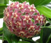 Hoya, Brudebuket, Madagaskar Jasmin, Voks Blomst, Chaplet Blomst, Floradora, Hawaiian Bryllup Blomst  Hængende Plante pink, egenskaber, foto