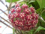 Hoya, Brudebuket, Madagaskar Jasmin, Voks Blomst, Chaplet Blomst, Floradora, Hawaiian Bryllup Blomst  Hængende Plante claret, egenskaber, foto