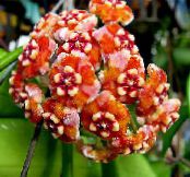 Sisäkukat Hoya, Morsiuskimppu, Madagaskar Jasmiini, Vaha Kukka, Seppele Kukka, Floradora, Havaijilainen Häät Kukka amppelikasvit kuva, ominaisuudet oranssi
