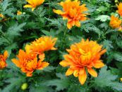 Kambarines gėles Gėlių Mama, Puodai Mama žolinis augalas, Chrysanthemum nuotrauka, charakteristikos oranžinis