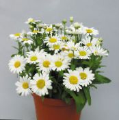 Saksı çiçekleri Çiçekçiler Anne, Pot Mum otsu bir bitkidir, Chrysanthemum fotoğraf, özellikleri beyaz