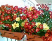  Bloemisten Mama, Pot Mama kruidachtige plant, Chrysanthemum foto, karakteristieken claret