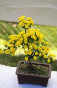 Florists Mum, Pot Mum (Chrysanthemum) Planta Herbácea amarelo, características, foto