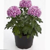 Blomsterhandler Mor, Pot Mum (Chrysanthemum) Urteagtige Plante lilla, egenskaber, foto