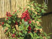 Pote flores Cestrum arbusto foto, características vermelho