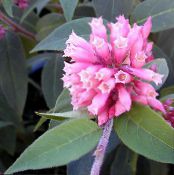 Pot Blomster Cestrum busk foto, egenskaber pink