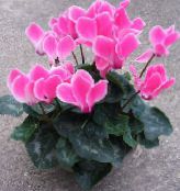 Интериорни цветове Персийски Виолетово тревисто, Cyclamen снимка, характеристики розов