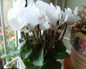 Pot Blomster Persian Fiolett urteaktig plante, Cyclamen bilde, kjennetegn hvit