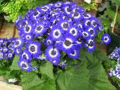 Комнатные цветы Цинерария окровавленная (Крестовник) травянистые, Cineraria cruenta, Senecio cruentus фото, характеристика синий