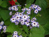 Podu Ziedi Cinerārija Cruenta zālaugu augs, Cineraria cruenta, Senecio cruentus foto, raksturlielumi gaiši zils
