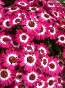 Pote flores Cineraria Cruenta planta herbácea, Cineraria cruenta, Senecio cruentus foto, características rosa