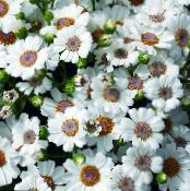 Комнатные цветы Цинерария окровавленная (Крестовник) травянистые, Cineraria cruenta, Senecio cruentus фото, характеристика белый