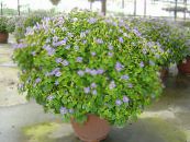 Pot Flowers Persian Violet herbaceous plant, Exacum photo, characteristics light blue