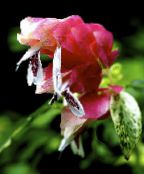Saksı çiçekleri Kırmızı Karides Bitki çalı, Beloperone guttata fotoğraf, özellikleri beyaz