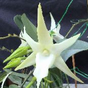 Кімнатні квіти Ангрекум трав'яниста, Angraecum фото, характеристика білий