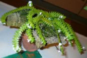 ポットの花 彗星蘭、蘭ベツレヘムの星 草本植物, Angraecum フォト, 特性 ホワイト