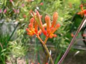Интериорни цветове Кенгуру Лапа тревисто, Anigozanthos flavidus снимка, характеристики оранжев