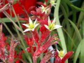 Kænguru Pote (Anigozanthos flavidus) Urteagtige Plante rød, egenskaber, foto