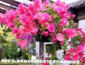 Paper Flower (Bougainvillea) Arbusto rosa, características, foto
