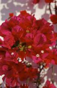 Papírové Květiny (Bougainvillea) Křoví červená, charakteristiky, fotografie