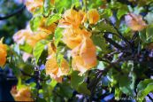 Fleur De Papier (Bougainvillea) Des Arbustes jaune, les caractéristiques, photo