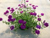 Pot Virágok Vasfű lágyszárú növény, Verbena Hybrida fénykép, jellemzők lila