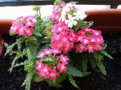 Pote flores Verbena planta herbácea, Verbena Hybrida foto, características rosa