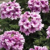 Pote flores Verbena planta herbácea, Verbena Hybrida foto, características lilás