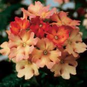 Pote flores Verbena planta herbácea, Verbena Hybrida foto, características laranja