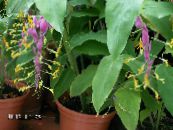 Pote flores Dancing Lady planta herbácea, Globba-winitii foto, características lilás
